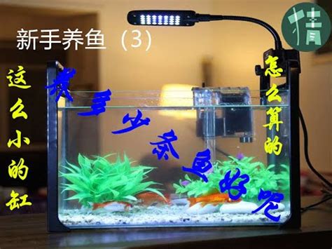 養魚隻數|2024年魚缸養魚數量吉凶解析